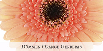 Dummen Orange Gerberas